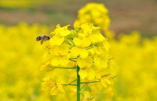 颖儿油菜花爆料了吗视频,颖儿油菜花爆料视频幕后真相揭晓