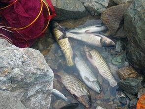 安阳爆料买鱼坑人视频 第1张 安阳爆料买鱼坑人视频 第1张