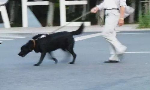 济南骑狗大队爆料视频曝光,视频揭露惊人一幕  第2张